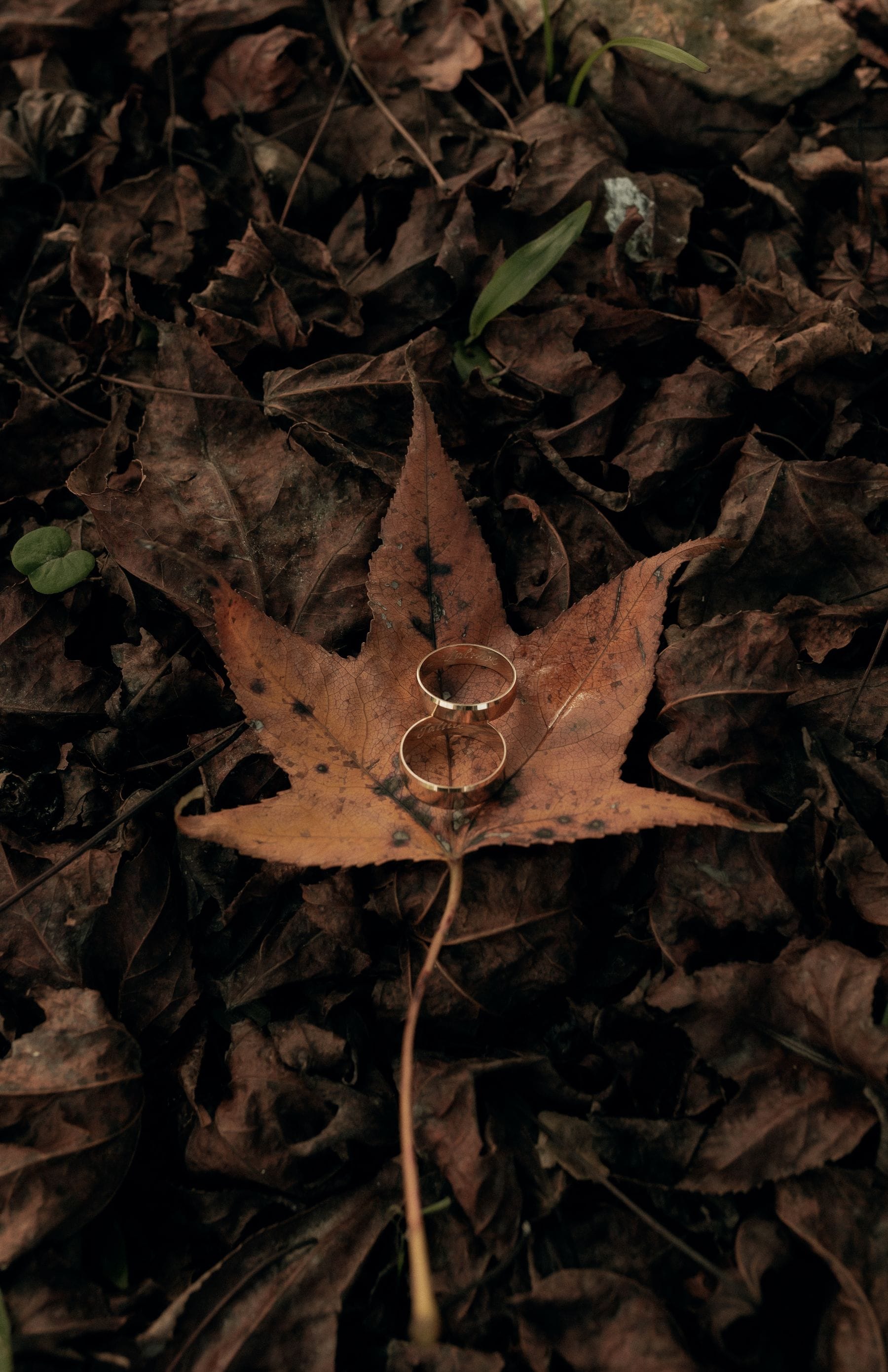 Golden rings on autumn leaf in forest setting