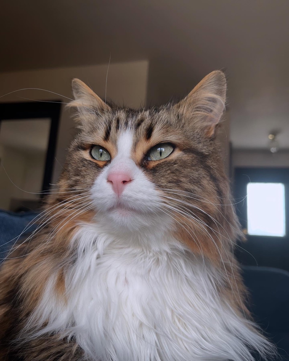 One of Kris’s three cats, a long-haired calico looking up