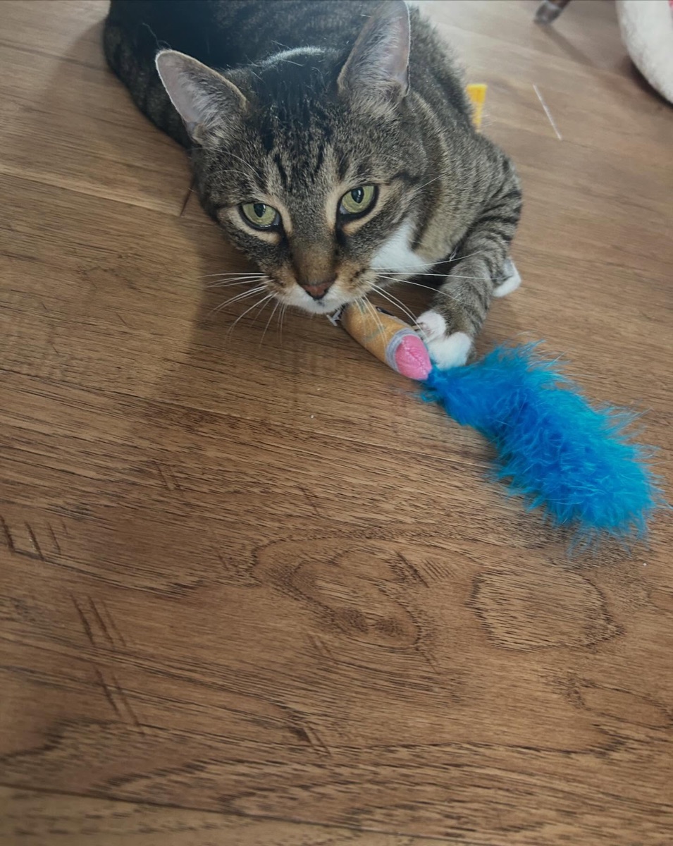 One of Kris’s three cats, a tabby with a feather toy