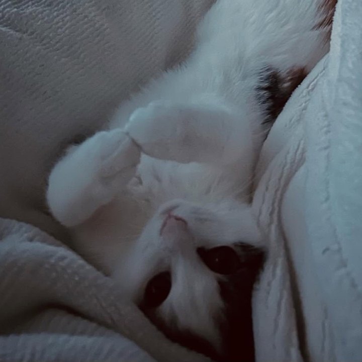 One of Kris’s three cats, curled up in the blankets